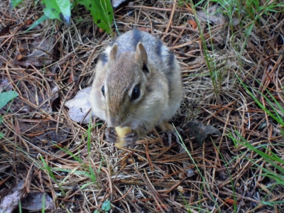 Kanadisches Hörnchen mit Erdnuss