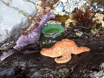 idalpool in Ucluelet, Vancouver Island, Canada